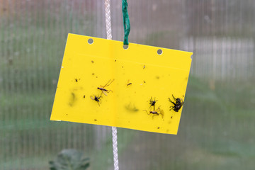 Sticky plate for catching harmful insects