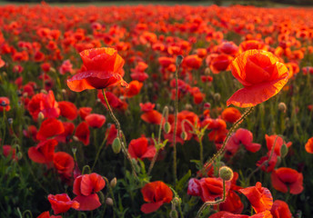 Wall Mural - red poppies against the background of the evening sky