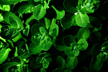 Green broad leaves with water drops, nature background