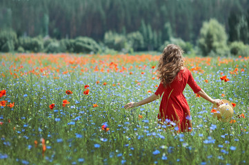 Wall Mural - back of a brunette woman walking along a poppy field at sunset, the concept of sensuality, freedom, femininity