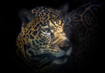 Wall Mural - Face of Jaguar's are staring.