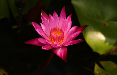 Sticker - Pink and white lotus flower and green leaves	