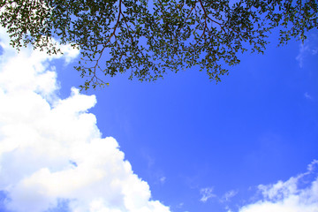 Blue sky and cloud view with leaves of the tree branch on chilling day.