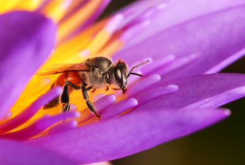 Sticker - bee on flower