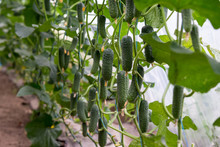 Green Cucumber Growing In Grenhouse