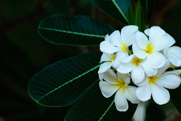 Poster - White Frangipani flowers or Plumeria  yellow pollen bouquet blooming on plant at flower garden, beautiful nature leaf background.