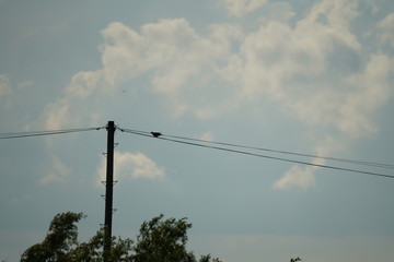 real wild bird sitting and jumping from electric power lines