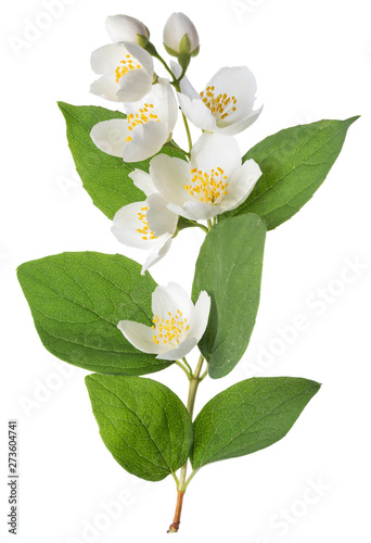 Photographie Blooming jasmine branch isolated on white.