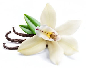 Dried vanilla sticks and orchid vanilla flower isolated on white background.