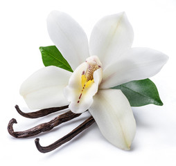 Dried vanilla sticks and orchid vanilla flower isolated on white background.