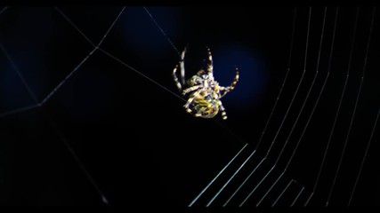 spider on the web