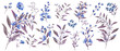 Watercolor illustration. Botanical collection of wild and garden plants. Set: leaves flowers, branches, herbs and other natural elements. All drawings isolated on white background .Blue flowers.