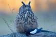 © imageBROKER - Eurasian eagle owl with prey perching on branch