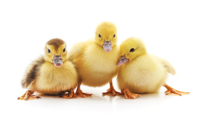 Sticker - Group of small ducklings.