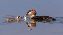 Great Crested Grebe (Podiceps Cristatus), Old Bird Feeds Chicks With Captured Fish In Water, Bavaria, Germany, Europe