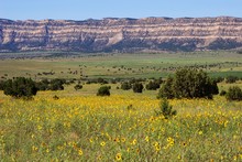 Field With Yellow Wildflowers, Coneflowers (Rudbeckia Sp.), Utah, United States, North America