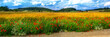 Wheat field with poppies in summer