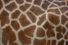 Beautiful Pattern Of Giraffe Skin For Background.