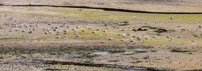 Poster - flock of birds