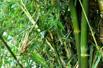  Bamboo canes forest by jungle