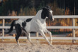 Black and white pinto horse