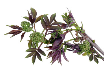 Wall Mural - spring april branches with red l eaves and buds of wild bird elder bush