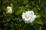 White gardenia flower in the garden