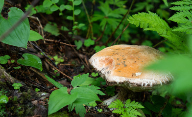 Wall Mural - white mushroom standing in the middle of forest