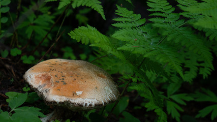 Wall Mural - A lone white mushroom standing in the middle of the forest, surrounded by plants and grass