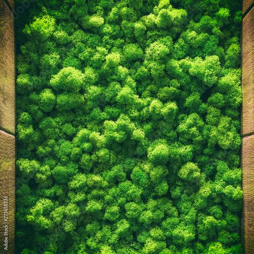 Green Moss Background Texture Close Up Top View Interior