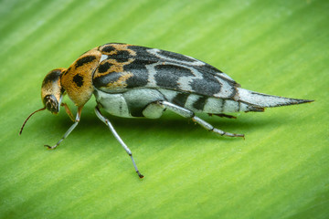 Wall Mural - fly on leaf