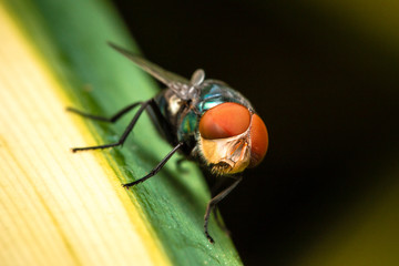 fly on leaf