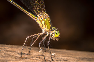 Wall Mural - dragonfly on black background