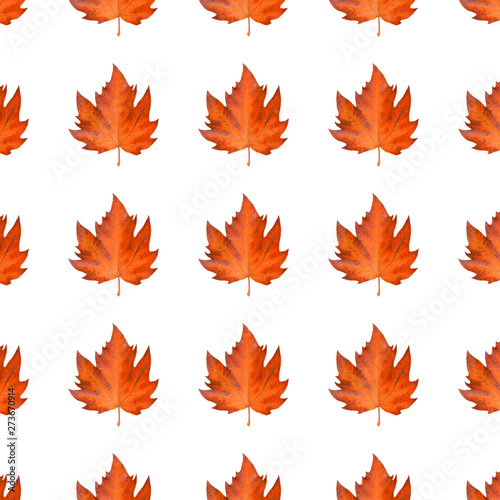 Pattern sycamore brown autumn leaf isolated on white background