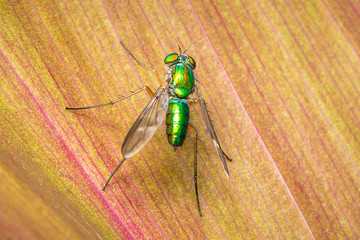 Wall Mural - fly on leaf