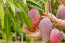 Farmer Hand Hold Red Mango On Tree At Organic Farm