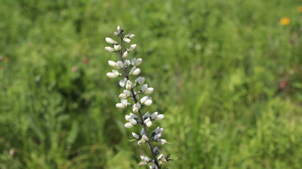 Midwest Wildflower Prairie: White Wild Indigo