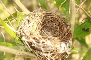 Wall Mural - Bird nest