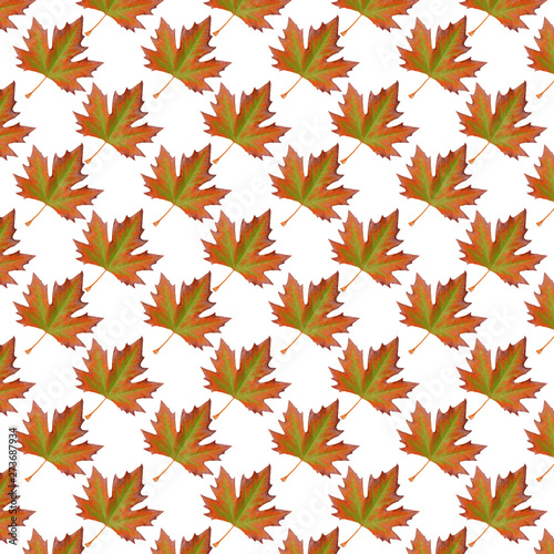 Pattern sycamore brown autumn leaf