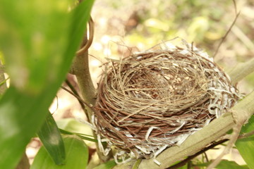 Wall Mural - Bird nest