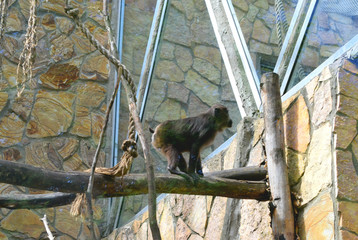 monkey playing on a swing in the zoo