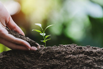 Closeup hand of person holding abundance soil with young plant in hand   for agriculture or planting peach nature concept.