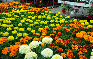 Image of colored plants of marigold in sunny hothouse