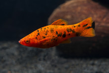 Freshwater Aquarium Fish. Xiphophorus. Red Swordtail. Bright Orange Color. Blurred Dark Background. Black Spots.
