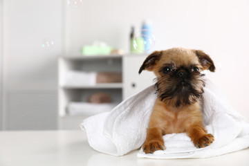 Poster - Studio portrait of funny Brussels Griffon dog with towel in bathroom