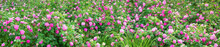 Panorama Of Pink Roses Blossoming In Ornamental Garden