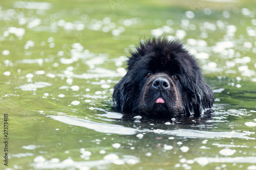 Fotografía Newfoundland dog portraits in the water