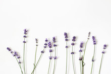 Blooming Purple Lavender Flowers Isolated On White Table Background. Decorative Floral Frame, Web Banner With Lavandula Officinalis. French Summer Design, Aromatherapy Concept. Healthy Fragrant Herbs.