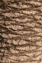 Close Up Of The Bark Of A Palm Tree