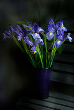 Purple Iris 